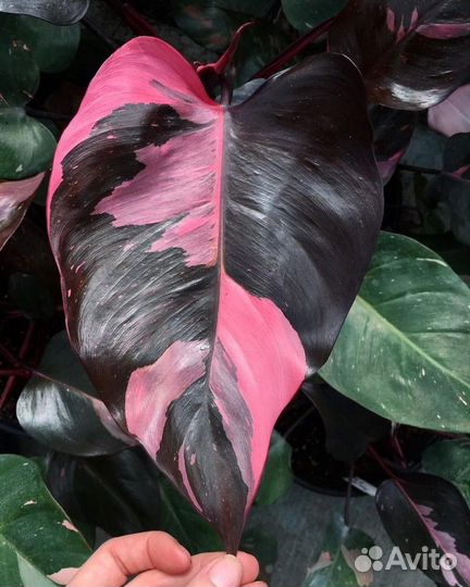 Филодендрон Розовая Принцесса