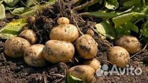 Картофель оптом 2024