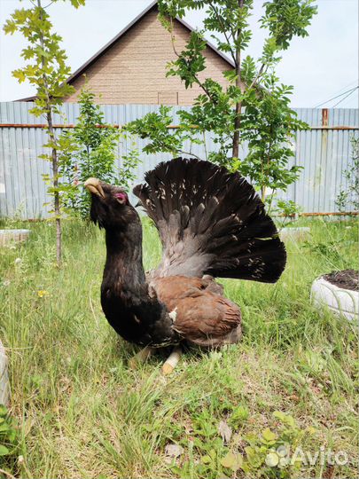 Чучело глухаря