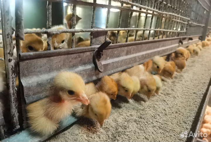 Цыплята цветные бройлеры Голошейка подрощенные