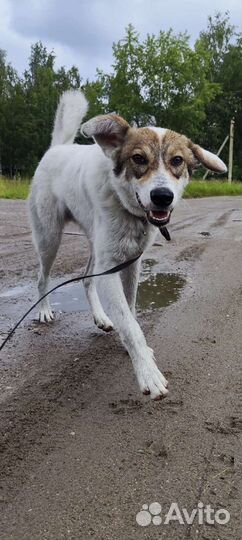 В добрые руки