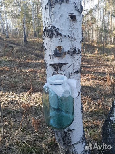 Березовый сок