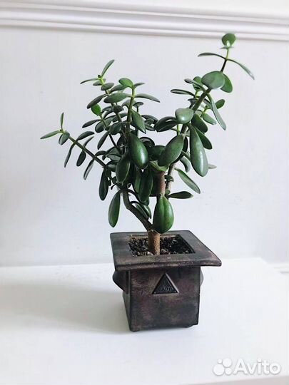 Денежное дерево