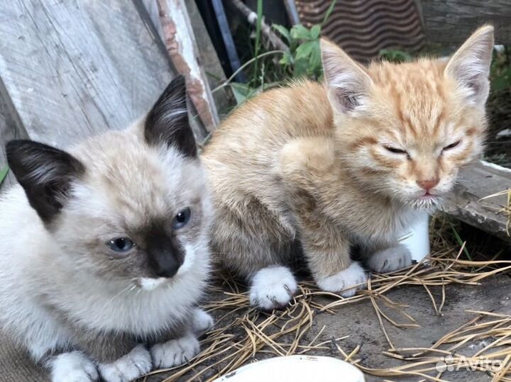 Котята мальчики