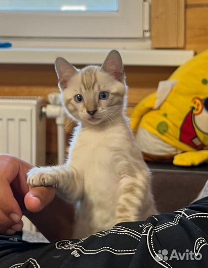 Бенгальский котик