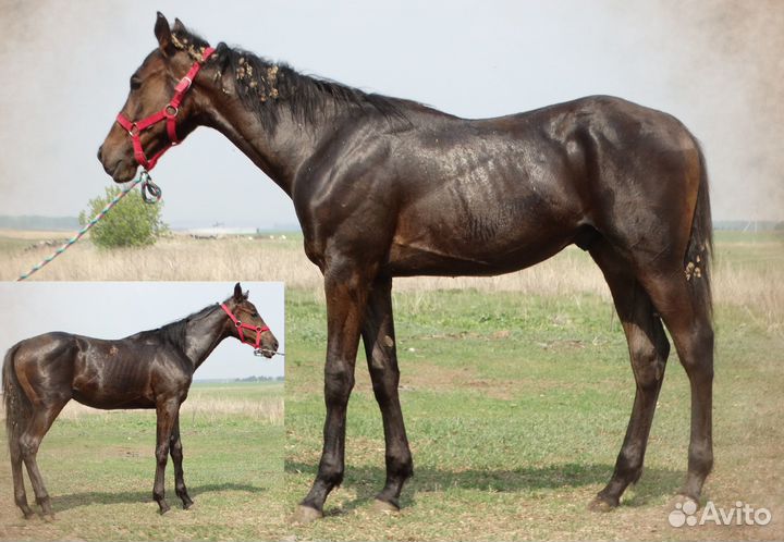Полукровные лошади