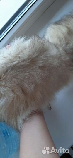 Шкурка животного