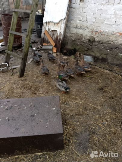 Селезни дикой утки. Утки дикие