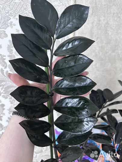 Замиокулькас чёрный равен