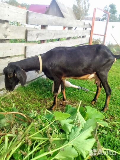 Дойные козы