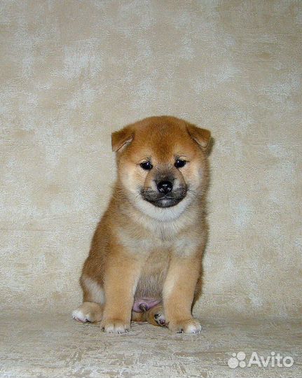 Щенки сиба