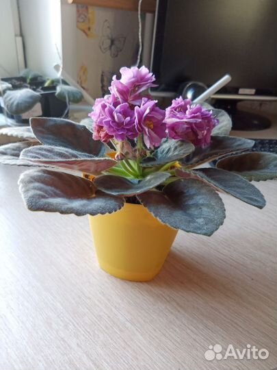 Фиалки детки