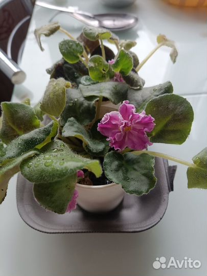 Продам фиалки