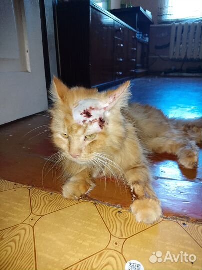 Найден кастрированный кот