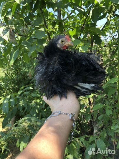 Карликовые кохинхины