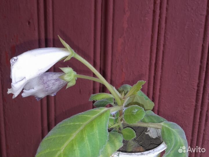 Цикламен махровый,глоксиния