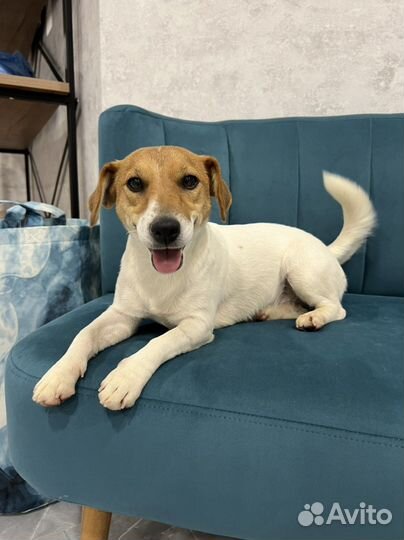 Передержка собак