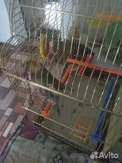 Попугай Корела