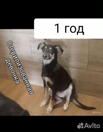 Щенки собачки