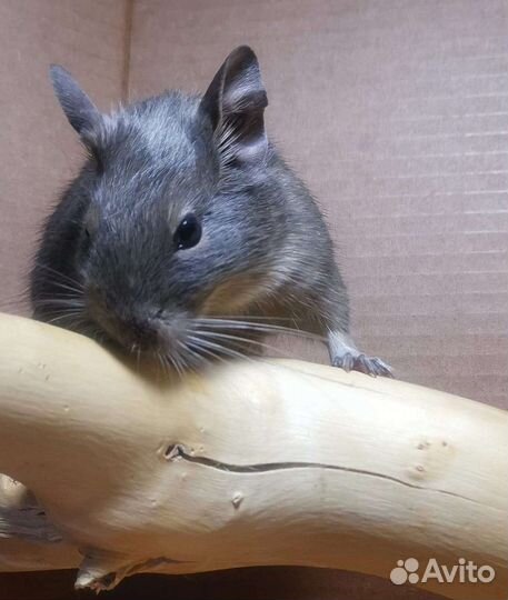 Белка дегу, все окрасы