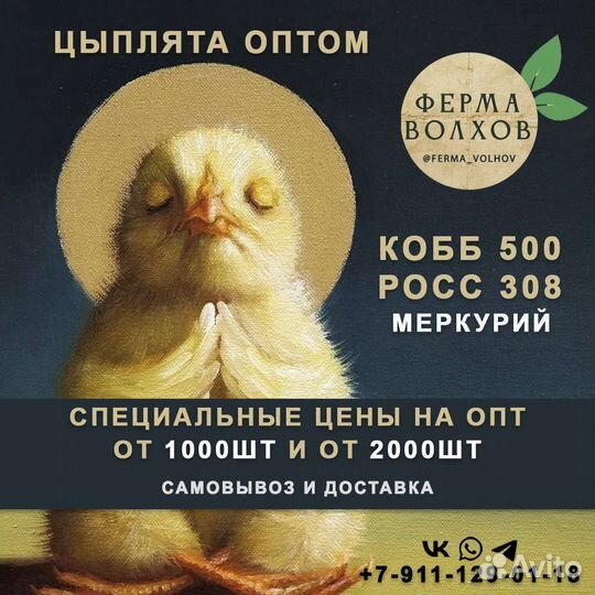 Суточный цыпленок бройлера кобб росс опт