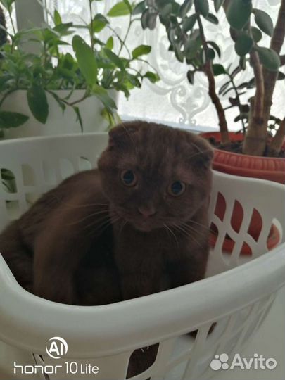 Вислоухий британец ищет невесту