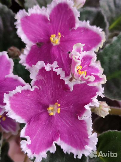 Заморская диковинка