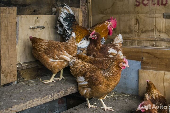 Куры молодки