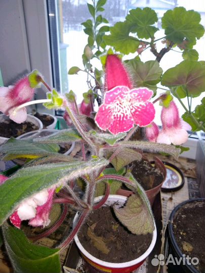 Домашние цветы