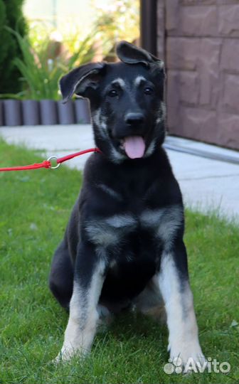 Щенки девочки вео от племенного питомника