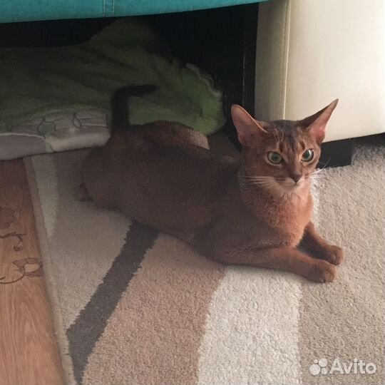 Абиссинский котенок