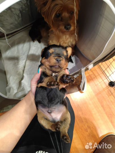 Йоркширский терьер щенки девочки и мальчик