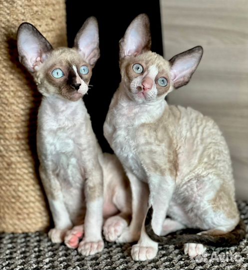 Корниш-рекс