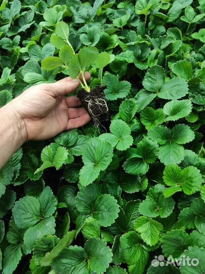 Рассада клубники