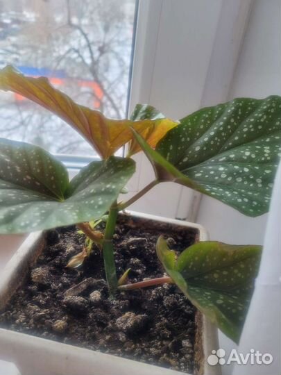 Сингониум,бегония