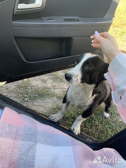 Потерялись собаки