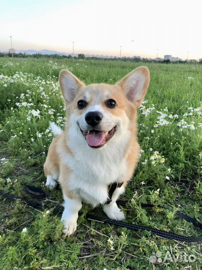 Вельш-корги пемброк