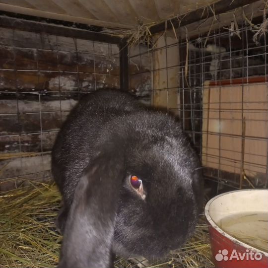 Мясо кролика