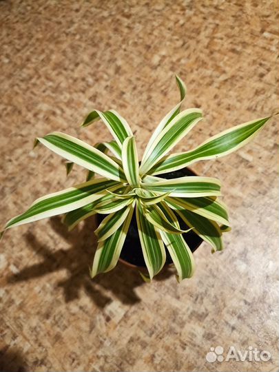 Гибискус вариегатный, драцена Песня Индии