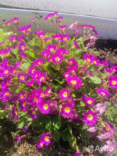 Многолетние цветы