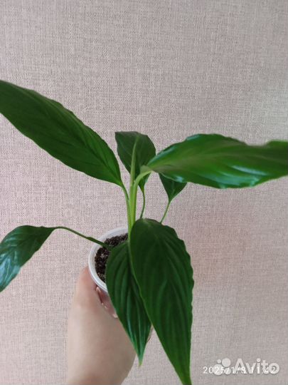 Спатифиллум