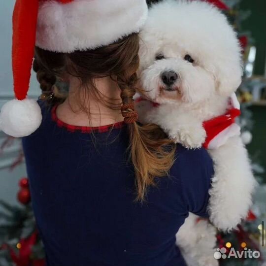 Фотосессии с собакой