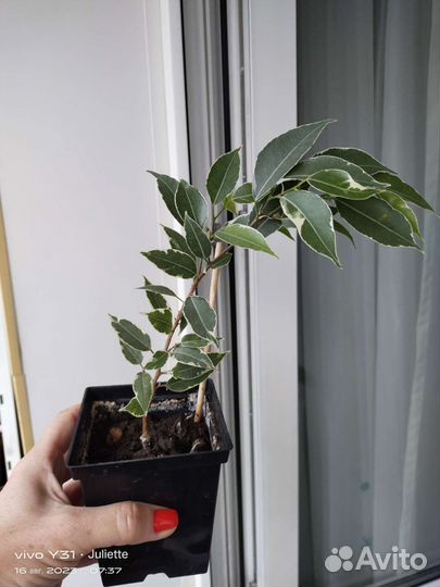 Фикус бенджамина