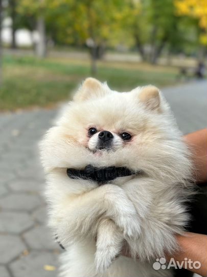 Померанский шпиц вязка