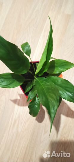 Комнатные цветы