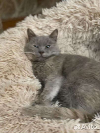 Кошки в добрые руки бесплатно