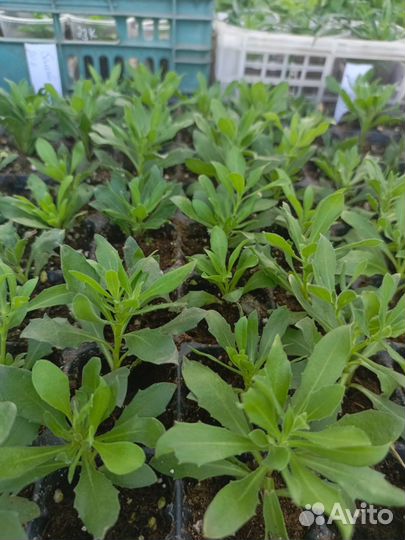 Петуния вегетативная ампельная