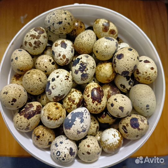 Куриные перепелиные яйца мясо перепела