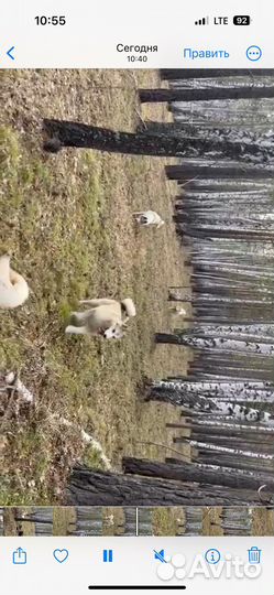 Собаки щенки