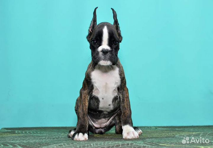 Любимка в семью боксерочка